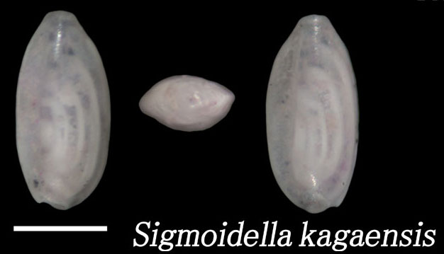 Sigmoidella kagaensis